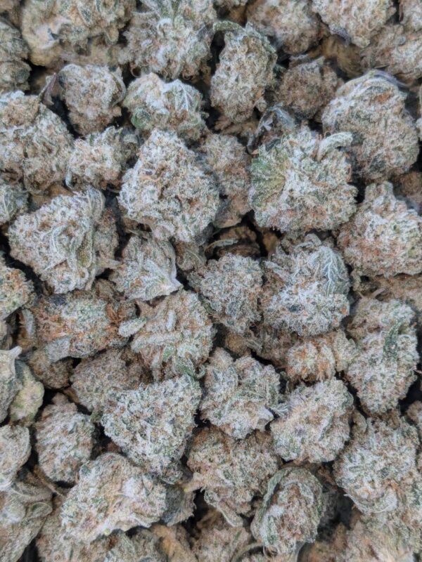 Snow white
